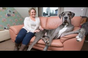 Conozca a uno de los perros más grandes del mundo-VIDEO