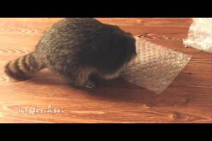 Divertido video de un mapache reventando burbujas de plástico -VIDEO