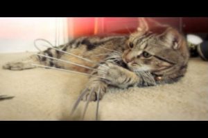 Conozca al gato ‘wolverine’ -VIDEO
