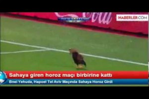 Divertido: gallo interrumpió partido de fútbol – VIDEO