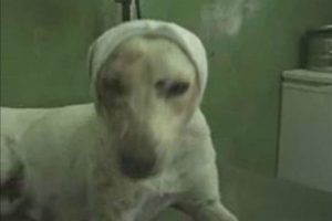 Insólito: cortan orejas a perrita por robar carne