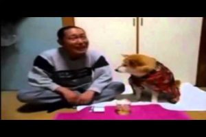 Divertido: perro impide que su amo beba alcohol -VIDEO