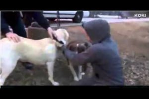 Insólito: perros ‘manejan’ un auto y lo chocan -VIDEO