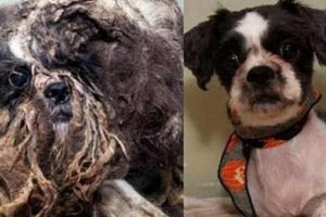 Descubre la historia del cachorro que fue rescatado de la basura-FOTOS