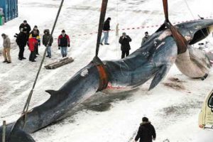Ordenan detener la matanza de delfines por Japón