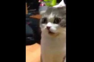 Mira la reacción de un gato cuando huele los pies de su dueño-VIDEO
