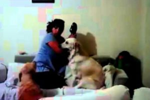 Perros defienden a pequeña de ‘golpes’ de su madre-VIDEO