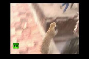 De terror: Leopardo se escapa y causa estragos en la India -VIDEO