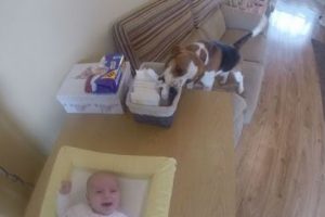 Impresionante: Perro le cambia el pañal a un bebé -VIDEO