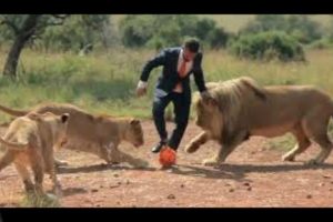 ¡Impresionante! Hombre juega fútbol con leones