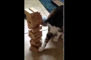 Divertido: Gato jugando jenga causa furor en las redes sociales -VIDEO