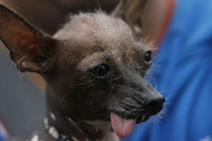 Orgullo peruano: El perro peruano cumplió 29 años