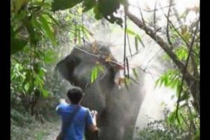 ¡Insólito! Joven detiene ataque de elefante con una mano