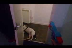 VIDEO – Perrito finge estar muerto como en una escena de película