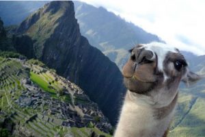 Divertido: El selfie de una llama en Machu Picchu