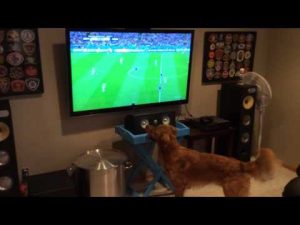 Este es el perro más fanático del Mundial Brasil 2014 (VIDEO)