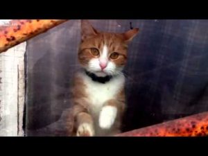 Mira la tristeza de este gato al despedirse de su dueño (VIDEO)
