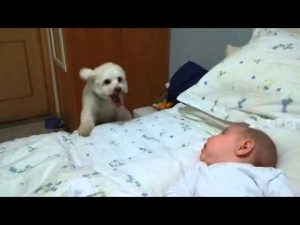 Mira la emoción de un perrito por conocer a una bebé recién nacida (VIDEO)