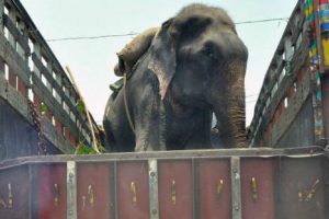 Elefante que estuvo encadenado 50 años lloró al ser liberado- FOTOS