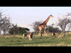 Mamá jirafa protege a su cría de leones (VIDEO)
