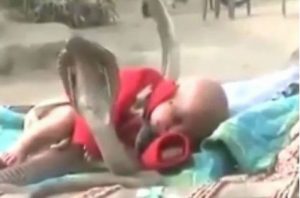Cuatro cobras protegen a un bebé mientras dormía (VIDEO)