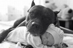 Tierno: Un bebé toma la siesta junto a su fiel perro pitbull (VIDEO)