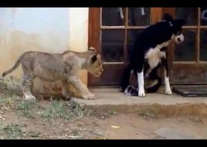 Un león bebé casi mata del susto a un perrito (VIDEO)