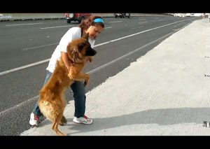 Mujer arriesga su vida en una autopista para salvar a un perrito (VIDEO)