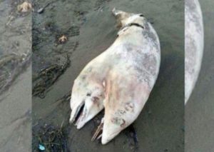 ¡Increíble! Un delfín de dos cabezas es hallado muerto en Turquía