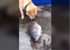 Conmovedor: Un perro intenta salvar a unos peces que agonizaban en el suelo (VIDEO)