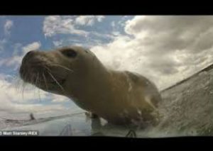 Un cachorro de foca conoce a unos surfistas y corre olas con ellos (VIDEO)