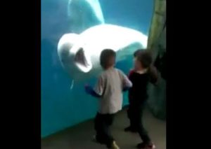 Divertido: Dos niños juegan con un cetáceo en un acuario (VIDEO)