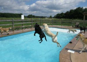 Divertido: Una jauría de perros se divierte en una piscina – VIDEO