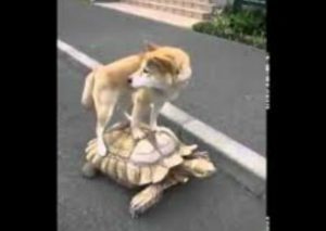 Una tortuga se gana la vida cargando a su mejor amigo el perro (VIDEO)