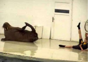 ¡Asombroso! Una morsa se ejercita haciendo abdominales  (VIDEO)