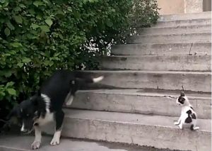 Gracioso: Un perro casi muere asustado por un pequeño gatito – VIDEO