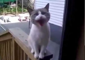 Un simpático gatito llora como si fuera un recién nacido (VIDEO)