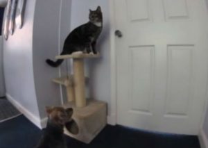 Un Gato y un perro tienen el método perfecto para fugarse de casa (VIDEO)