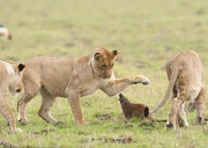 Una mangosta se enfrenta contra 4 leonas hambrientas y les da una lección (VIDEO)