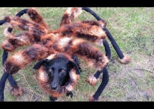Un perro disfrazado de araña causa terror en las calles (VIDEO)