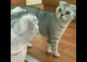 Mira cómo un gato se enteró que era un gato (VIDEO)
