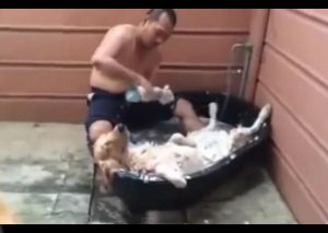 Mira al enternecedor perro que se duerme mientras lo bañan (VIDEO)
