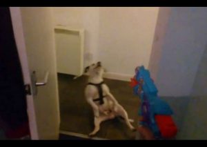 Un perro finge estar muerto luego que le apuntan con un arma de juguete (VIDEO)