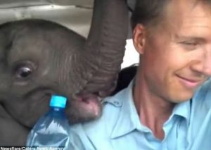 Mira la conmovedora historia de este elefante bebé (VIDEO)