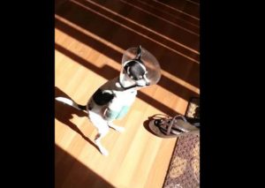 Un perro sin las patas delanteras aprendió a caminar como los humanos (VIDEO)