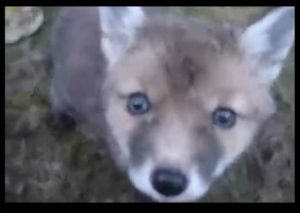 Una cría de zorro es encontrada por un hombre en su garaje. No creerás lo que pasó después (VIDEO)