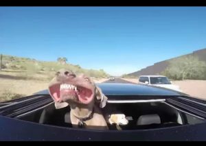 Un perro viaja en auto y se siente el rey del mundo (VIDEO)