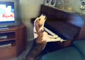 Mira al talentoso perro que aúlla y toca el piano – VIDEO
