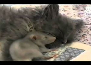 ¿Te imaginas a una rata durmiendo junto a un gato? Mira el video