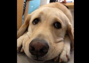 Un perro tiene algo que decirle a su dueña antes de entrar a la veterinaria – VIDEO
